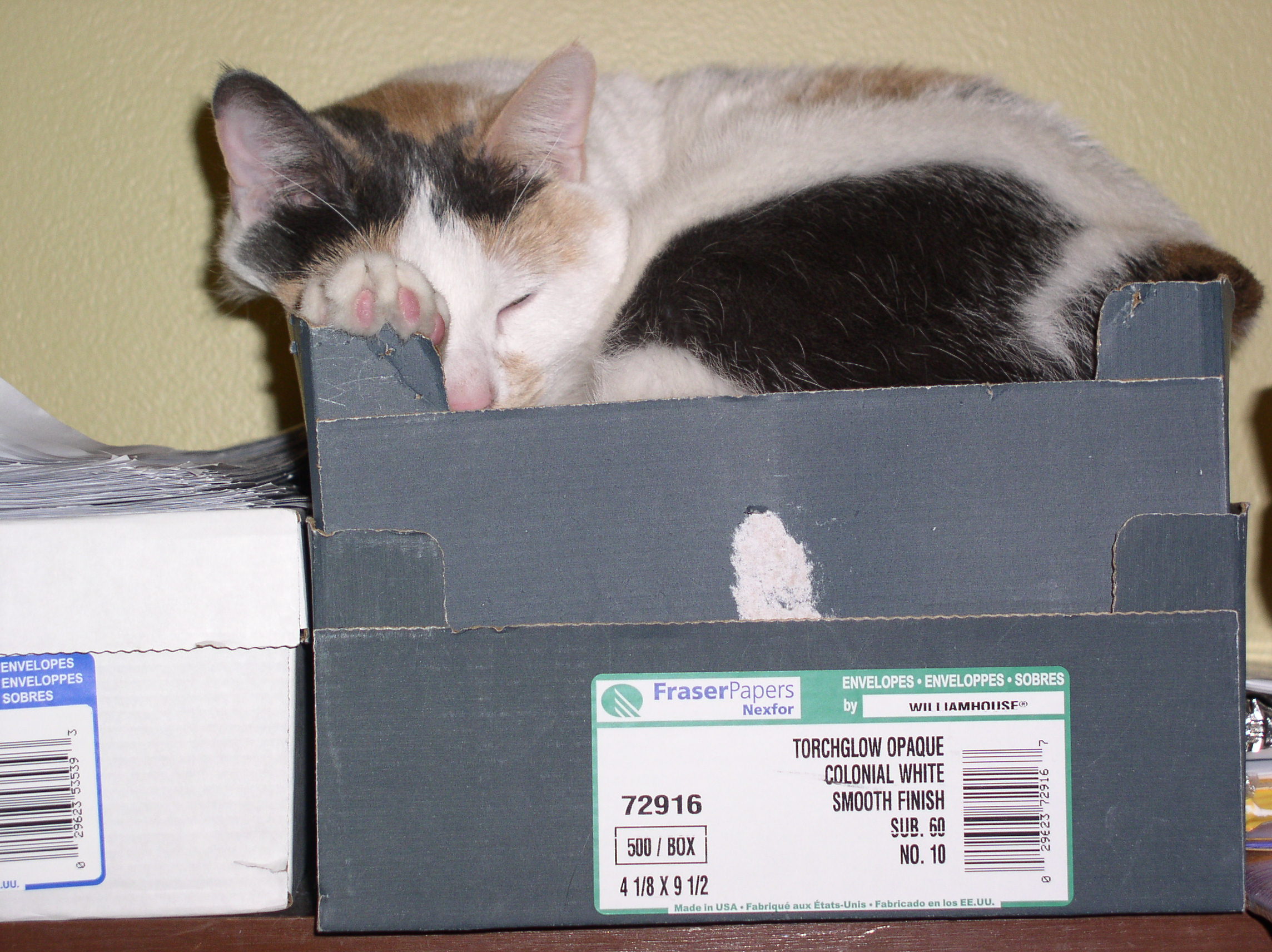 My cat Phoebe finds a cat-friendly nook in my home office.