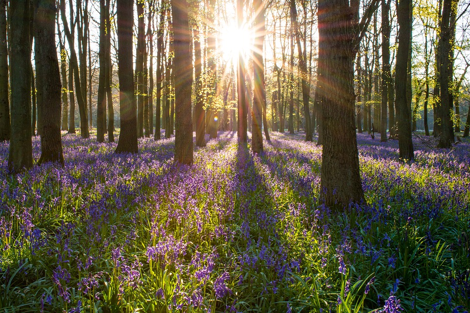 sunlight